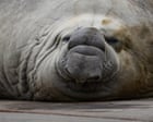 Fears for ‘gregarious’ local celebrity Sammy the elephant seal in Victorian bird flu hotspot