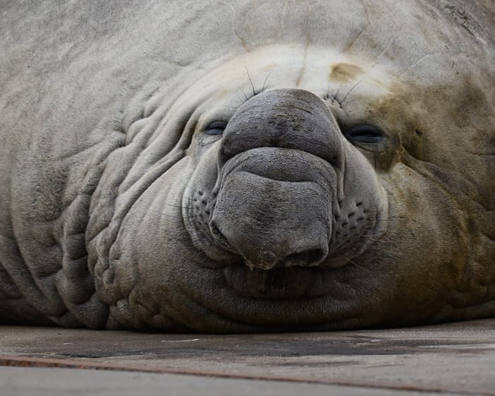 Fears for ‘gregarious’ local celebrity Sammy the elephant seal in Victorian bird flu hotspot