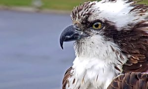 'Sleek, powerful and yellow-eyed': an osprey has an irresistible screen presence.