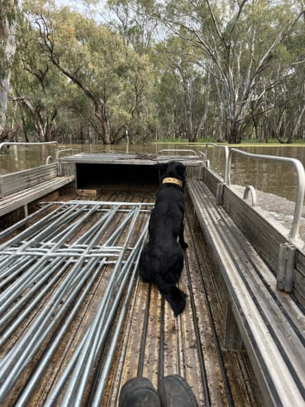 Will Storrier’s border collie sheep dog ready to move a mob of sheep by boat in Hillston NSW due to floods.
