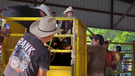Handlers around the chute prepare a bull for the next bull ride at a rodeo event under the arena.