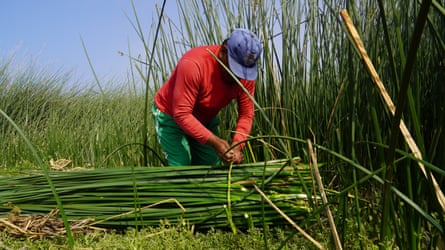 A stands ina. reed bed, tying together a bundle of freshly-cut green reeds.