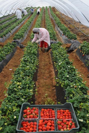 Strawberry pickers in southern Spain. The industry is worth almost €600m to the country’s economy.