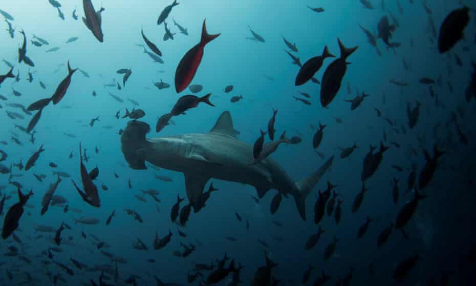 A hammerhead shark. Half of the world’s 31 oceanic shark species are now listed as either endangered or critically endangered by the International Union for Conservation of Nature.