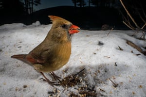 A northern cardinal on snow covered ground