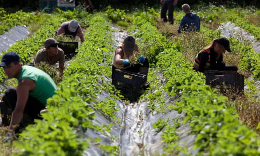 Workers pick strawberries at Riverford organic farm in Devon.