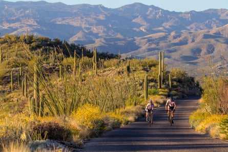 People biking the Cactus Loop Road in Saguaro national park in Arizona.