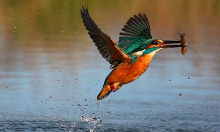 Kingfisher diving for fish