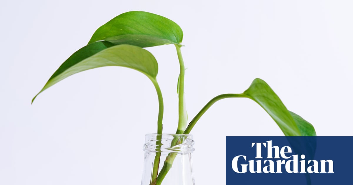 Houseplant hacks: is candle wax useful for taking cuttings?