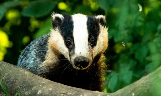 A badger in Devon.
