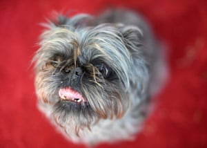 Monkey, a Brussels Griffon owned by Scotch Hayley, walks the red carpet