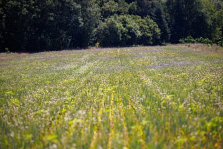 Wildflowers in a field