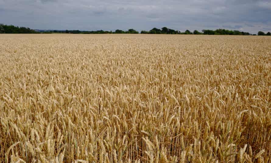 Wheatfield in Cold Aston, Gloucestershire