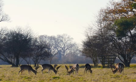Deer at Knepp, Sussex, UK.
