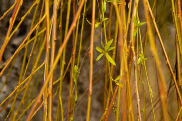 Willow Used In Basket Weaving Nyt Crossword Willow Twigs For Basket Making Crossword - Basket Poster