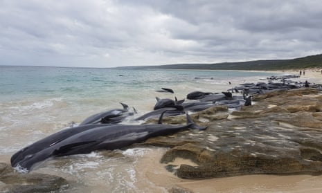 Why Did 150 Whales Strand Themselves on Australia's Coast? - The Atlantic