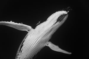 Far out in the deep ocean, two humpbacks moved as if in slow dance, circling one other with fluid, precise and expressive control. Their movements revealed the remarkable agility of these giants, offering sculptural moments both in solitude (as pictured here) and together (next image).