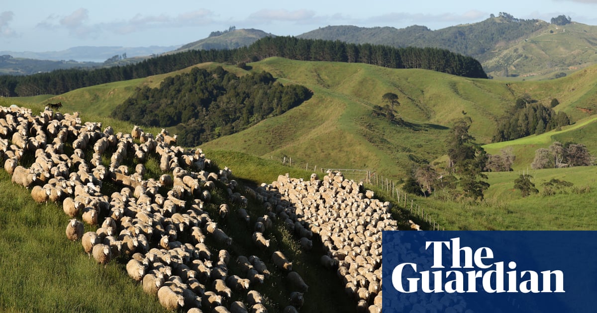 New Zealand accused of ‘full-blown climate denial’ over cuts to methane reduction targets
