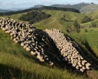 New Zealand accused of ‘full-blown climate denial’ over cuts to methane reduction targets