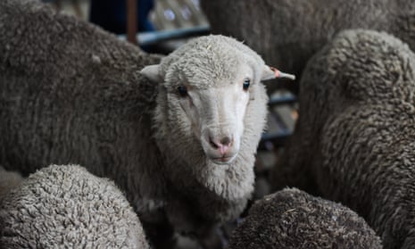 One of the merino lambs born in 2018 from 50-year-old semen in NSW