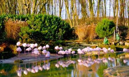 Pensthorpe has resident flamingos