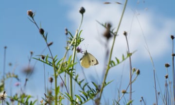 Large white butterfly among wildflowers