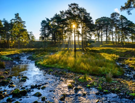 A shallow river with stones in it, with the sun seen through trees on a grassy bank