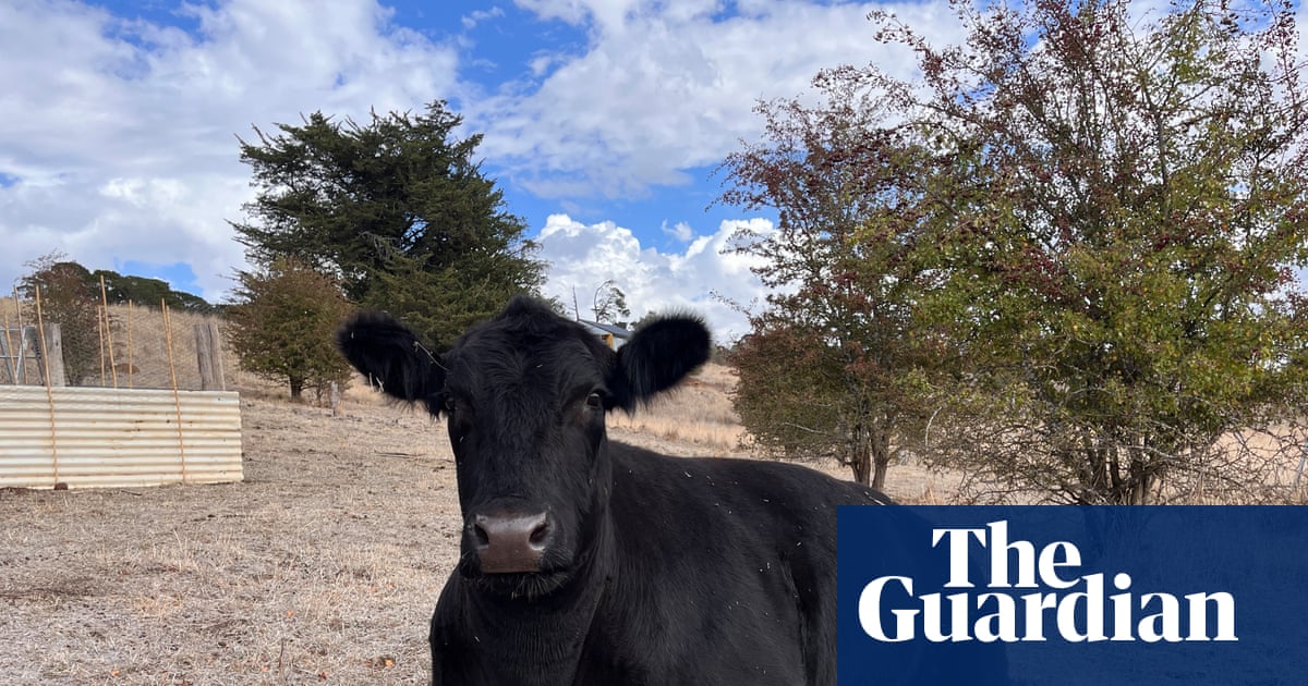 Cooking for Seamus: celebrities and chefs clamour to cook for a disabled bull in this irresistible show