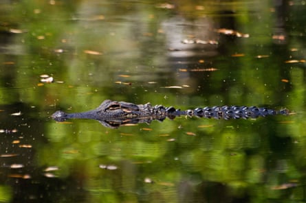 American alligator swimming in a lake.