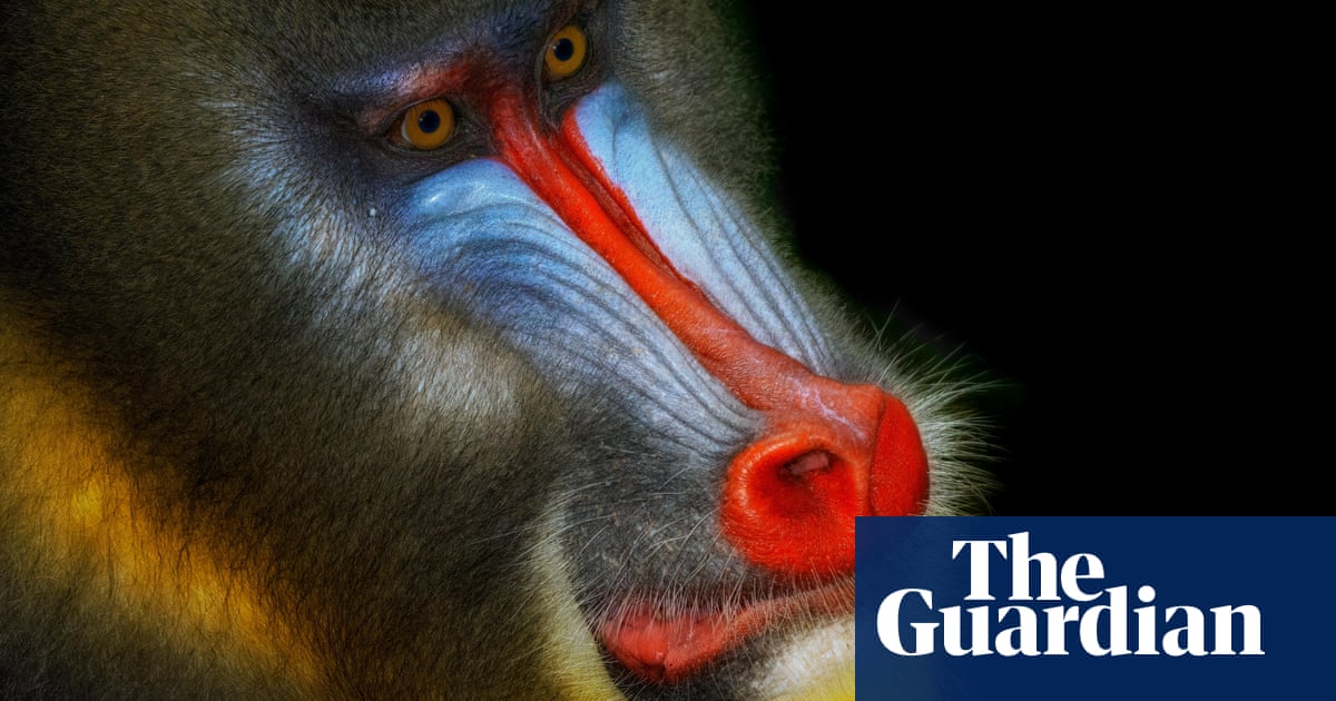 Up Close And Personal With A Troop Of Mandrills In Pictures Art And Design The Guardian Up Close And Personal With A Troop Of Mandrills In Pictures Art And Design The Guardian
