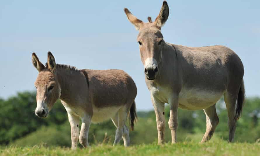 Two donkeys in a field