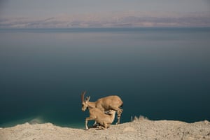 A young Nubian ibex suckling from his mother near Ein Gedi at the Dead Sea, Israel.