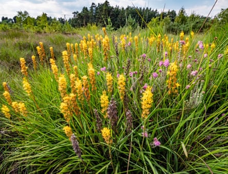 Bog asphodel on Thursley Common, Surrey.