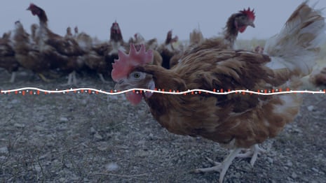 Researchers detect chickens' 'distress cluck' – audio