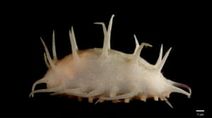 A species of deep-sea sea cucumber called Oneirophanta mutabilis