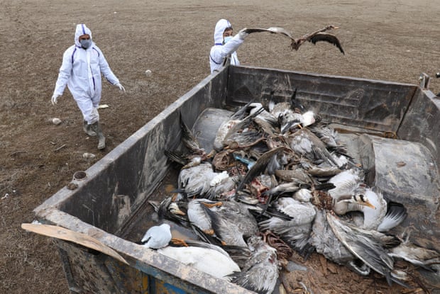 Dead birds are loaded into a trolley.