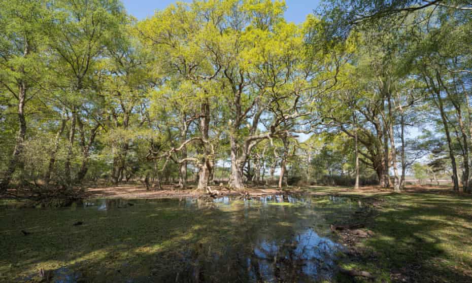 The New Forest in Hampshire was deserted during lockdown, leaving the wildlife to reclaim it