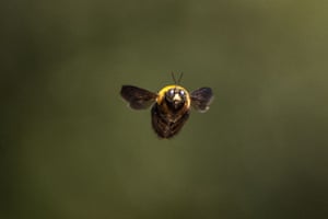 Uma abelha carpinteira macho voa por um parque em Tóquio, Japão