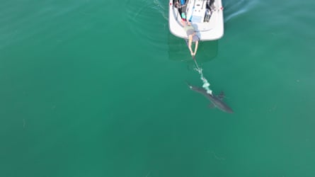 a person pointing a shark with a stick