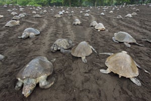 Olive ridley females coming ashore and returning to sea during an arribada or mass nesting event in Costa Rica.