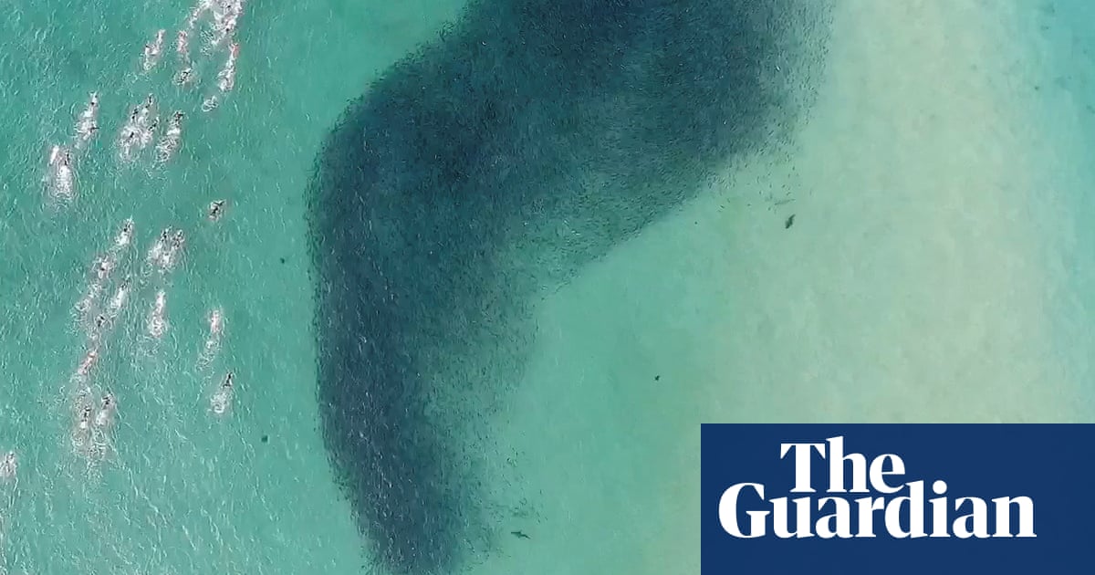 Mayor calls for end of shark nets at Sydney’s Bondi beach