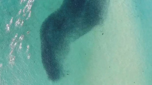 Mayor calls for end of shark nets at Sydney's Bondi beach ...