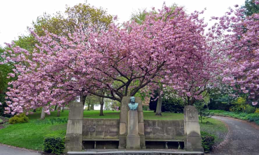 Pink blossom at Nottingham Arboretum