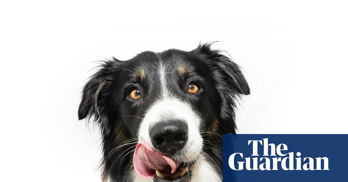 Nipple cream and marbles: a few of the things our dogs love to eat | Letters