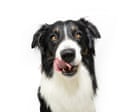 Nipple cream and marbles: a few of the things our dogs love to eat | Letters