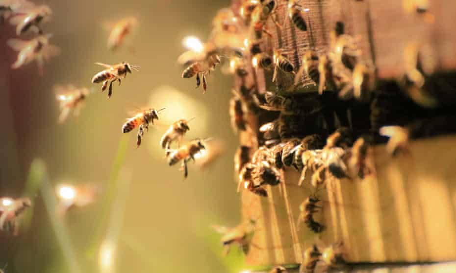 Honey bees in the spring sunlight