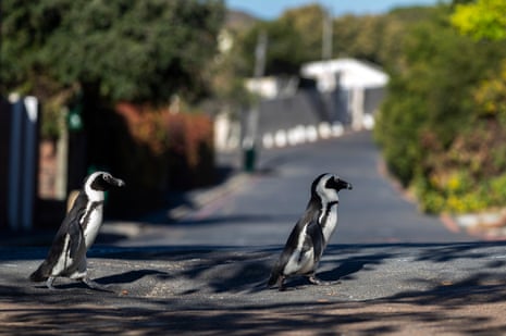 Penguins waddle around Cape Town suburb.