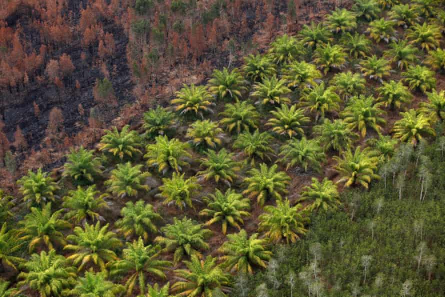 A eucalyptus plantation