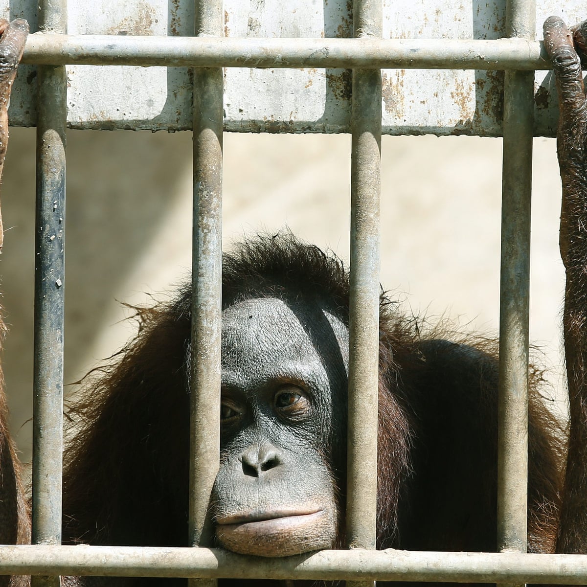 animals should not be kept in cages debate
