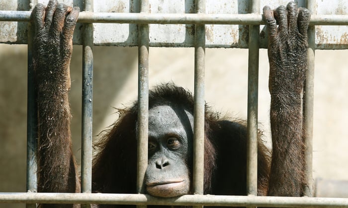America, stop visiting roadside zoos – they make money from the inhumane  treatment of animals | Guardian sustainable business | The Guardian